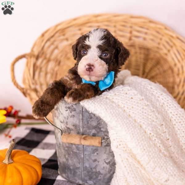 Hawk, Bernedoodle Puppy